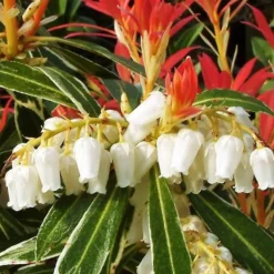 Japansk buskrosling - Set om 2 - Pieris 'Forest Flame' - Höjd 25-40cm - ⌀17cm