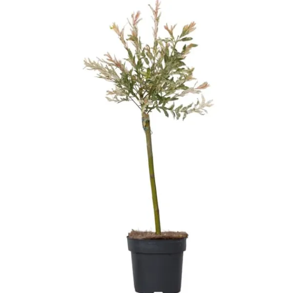 Outlet Japansk dvärgpil - Salix integra 'Flamingo' - Höjd 60-80cm - Kruka 17cm Trädgårdsväxter