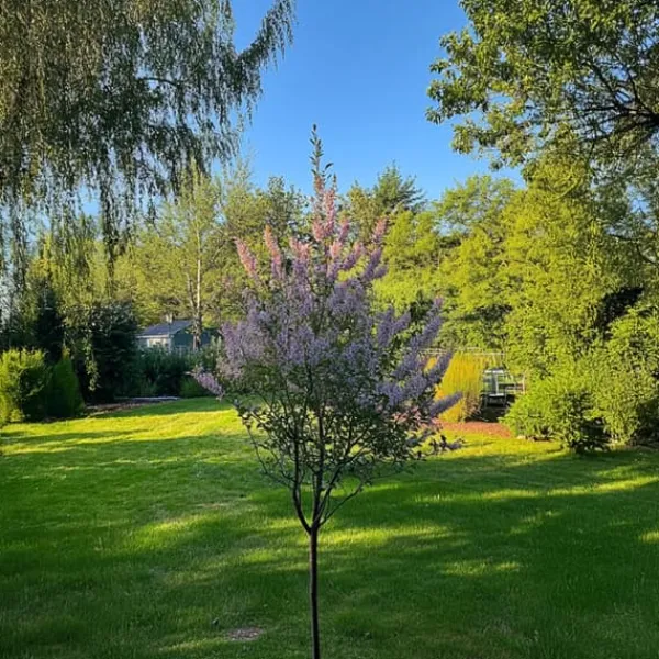 Outlet Japansk dvärgpil - Salix integra 'Flamingo' - Höjd 60-80cm - Kruka 17cm Trädgårdsväxter