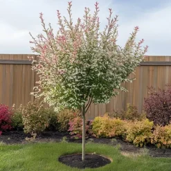 Outlet Japansk dvärgpil - Salix integra 'Flamingo' - Höjd 60-80cm - Kruka 17cm Trädgårdsväxter
