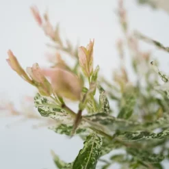 Outlet Japansk dvärgpil - Salix integra 'Flamingo' - Höjd 60-80cm - Kruka 17cm Trädgårdsväxter
