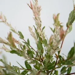 Outlet Japansk dvärgpil - Salix integra 'Flamingo' - Höjd 60-80cm - Kruka 17cm Trädgårdsväxter
