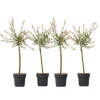 Japansk dvärgpil - Set om 4 - Salix integra 'Flamingo' - Höjd 60-80cm - ⌀17cm