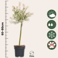 Japansk dvärgpil - Set om 4 - Salix integra 'Flamingo' - Höjd 60-80cm - ⌀17cm