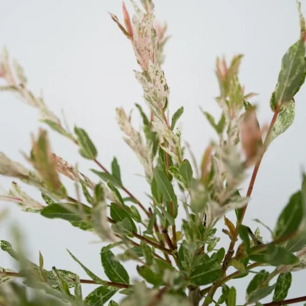 Japansk dvärgpil - Set om 4 - Salix integra 'Flamingo' - Höjd 60-80cm - ⌀17cm