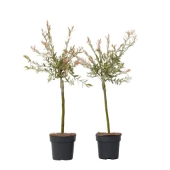 Japansk dvärgpil - Set om 2 - Salix integra 'Flamingo' - Höjd 60-80cm - ⌀17cm