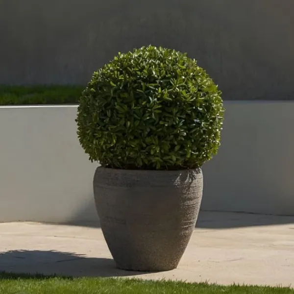 Japansk järnek - Ilex crenata 'Jenny' - Höjd 30-40cm - ⌀17cm