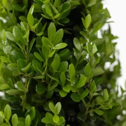 Japansk järnek - Ilex crenata 'Jenny' - Höjd 30-40cm - ⌀17cm