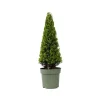 Best Japansk järnek - Ilex crenata 'Jenny' - Höjd 55-65cm - ⌀21cm Trädgårdsväxter