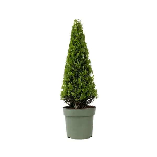 Best Japansk järnek - Ilex crenata 'Jenny' - Höjd 55-65cm - ⌀21cm Trädgårdsväxter
