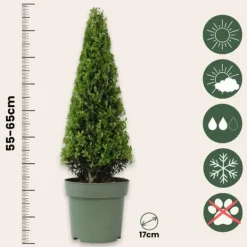 Best Japansk järnek - Ilex crenata 'Jenny' - Höjd 55-65cm - ⌀21cm Trädgårdsväxter