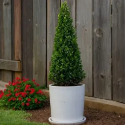 Best Japansk järnek - Ilex crenata 'Jenny' - Höjd 55-65cm - ⌀21cm Trädgårdsväxter