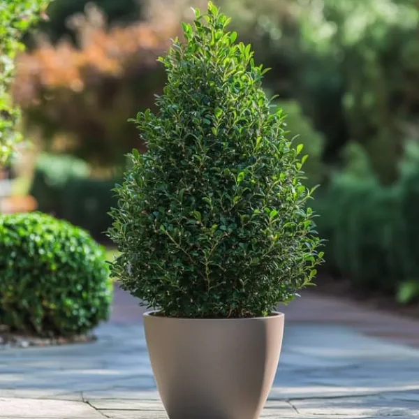 Best Japansk järnek - Ilex crenata 'Jenny' - Höjd 55-65cm - ⌀21cm Trädgårdsväxter