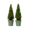 New Japansk järnek - Set om 2 - Ilex crenata 'Jenny' - Höjd 55-65cm - ⌀21cm Trädgårdsväxter