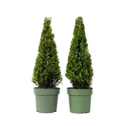 New Japansk järnek - Set om 2 - Ilex crenata 'Jenny' - Höjd 55-65cm - ⌀21cm Trädgårdsväxter