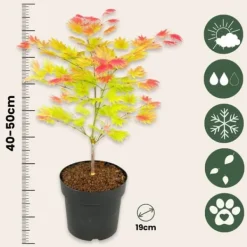 Japansk lönn - Acer palmatum 'Moonrise' - Höjd 40-50cm - ⌀19cm