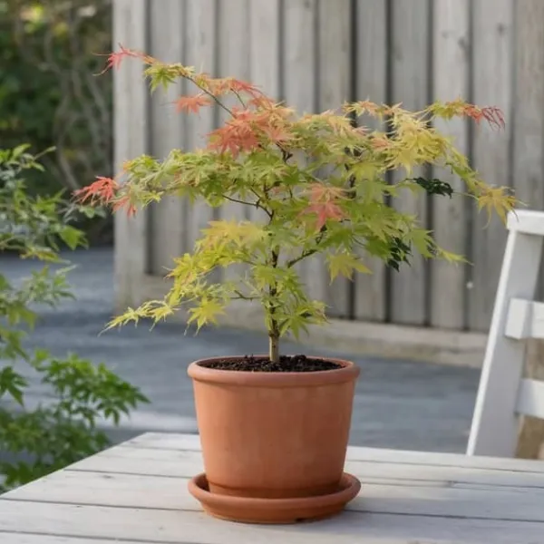 Japansk lönn - Acer palmatum 'Moonrise' - Höjd 40-50cm - ⌀19cm