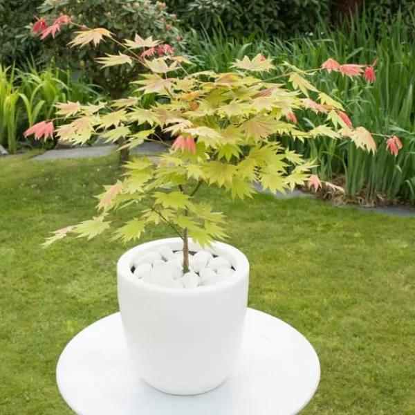 Japansk lönn - Acer palmatum 'Moonrise' - Höjd 40-50cm - ⌀19cm