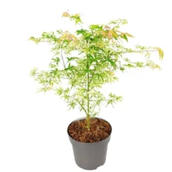 Japansk lönn - Acer palmatum 'Ukigumo' - Höjd 50-60cm - ⌀19cm Träd