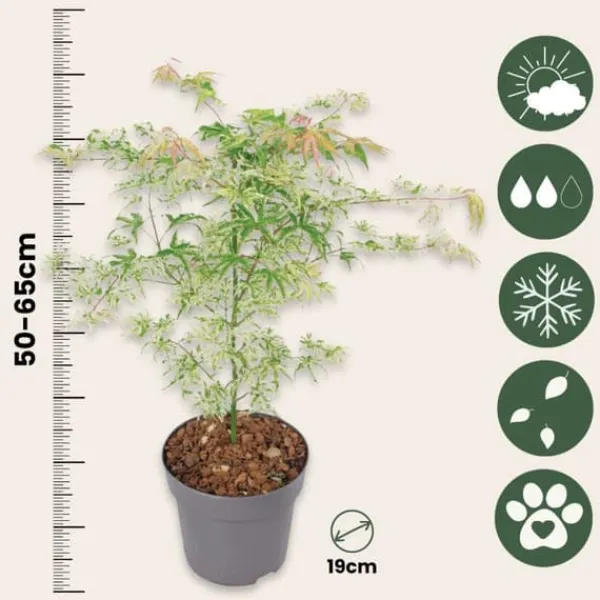 Japansk lönn - Acer palmatum 'Ukigumo' - Höjd 50-60cm - ⌀19cm Träd