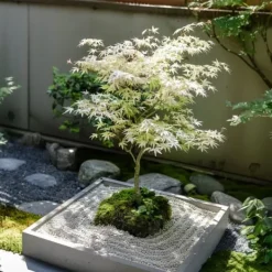 Japansk lönn - Acer palmatum 'Ukigumo' - Höjd 50-60cm - ⌀19cm Träd