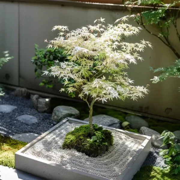 Japansk lönn - Acer palmatum 'Ukigumo' - Höjd 50-60cm - ⌀19cm Träd