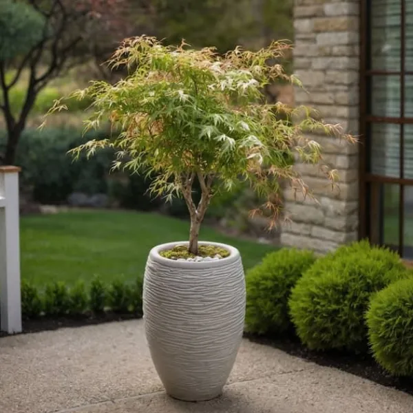 Japansk lönn - Acer palmatum 'Ukigumo' - Höjd 50-60cm - ⌀19cm Träd