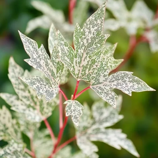 Japansk lönn - Acer palmatum 'Ukigumo' - Höjd 50-60cm - ⌀19cm Träd