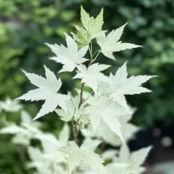 Japansk lönn - Acer palmatum 'Ukigumo' - Höjd 50-60cm - ⌀19cm Träd