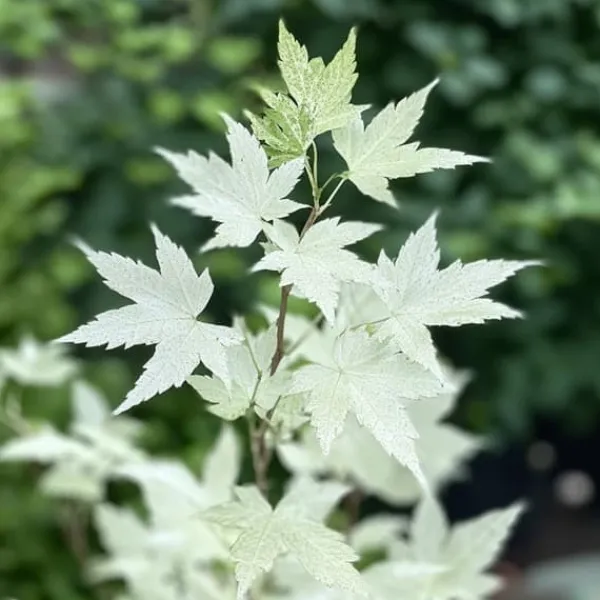 Japansk lönn - Acer palmatum 'Ukigumo' - Höjd 50-60cm - ⌀19cm Träd