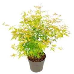 Best Japansk lönn - Acer palmatum 'Orange Lace' - Höjd 60-70cm - ⌀19cm Träd