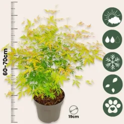 Best Japansk lönn - Acer palmatum 'Orange Lace' - Höjd 60-70cm - ⌀19cm Träd