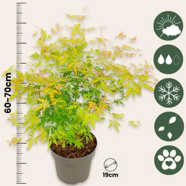 Best Japansk lönn - Acer palmatum 'Orange Lace' - Höjd 60-70cm - ⌀19cm Träd