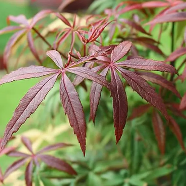 Japansk lönn - Acer palmatum 'Starfish' - Höjd 60-70cm - ⌀19cm