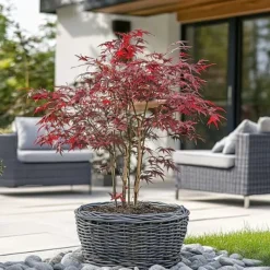 Japansk lönn - Set om 2 - Acer palmatum 'Starfish' - Höjd 60-70cm - ⌀19cm