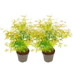 Hot Japansk lönn - Set om 2 - Acer palmatum 'Orange Lace' - Höjd 60-70cm - ⌀19cm Träd