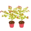 Japansk lönn - Set om 2 - Acer palmatum 'Moonrise' - Höjd 40-50cm - ⌀19cm