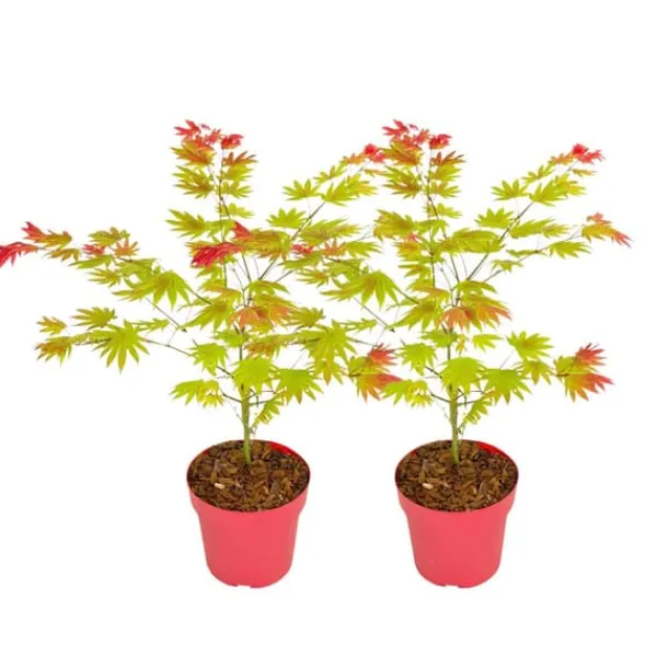 Japansk lönn - Set om 2 - Acer palmatum 'Moonrise' - Höjd 40-50cm - ⌀19cm