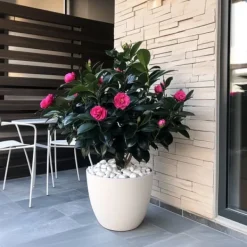 Sale Japansk Ros - Camellia japonica 'Dr. King' - Höjd 50-60cm - ⌀15cm Blommor