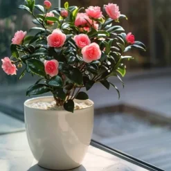 Sale Japansk Ros - Camellia japonica 'Dr. King' - Höjd 50-60cm - ⌀15cm Blommor