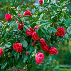 Sale Japansk Ros - Camellia japonica 'Dr. King' - Höjd 50-60cm - ⌀15cm Blommor