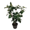 Best Japansk Ros - Camellia japonica 'Bonomiana' - Höjd 50-60cm - ⌀15cm Buskar