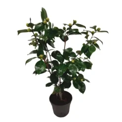 Best Japansk Ros - Camellia japonica 'Bonomiana' - Höjd 50-60cm - ⌀15cm Buskar