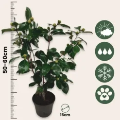 Best Japansk Ros - Camellia japonica 'Bonomiana' - Höjd 50-60cm - ⌀15cm Buskar