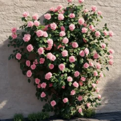 Best Japansk Ros - Camellia japonica 'Bonomiana' - Höjd 50-60cm - ⌀15cm Buskar