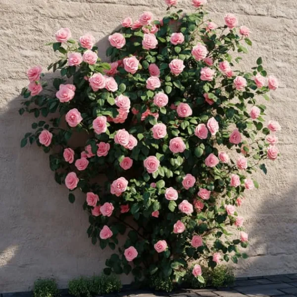 Best Japansk Ros - Camellia japonica 'Bonomiana' - Höjd 50-60cm - ⌀15cm Buskar