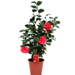 Hot Japansk Ros - Camellia japonica 'Lady Campbell' - Höjd 60-70cm - ⌀19cm Trädgårdsväxter