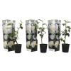 Online Japansk Ros - Set om 3 - Camellia japonica 'Brush Field' - Höjd 25-40cm - ⌀9cm Buskar