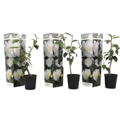 Online Japansk Ros - Set om 3 - Camellia japonica 'Brush Field' - Höjd 25-40cm - ⌀9cm Buskar