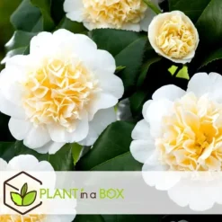 Online Japansk Ros - Set om 3 - Camellia japonica 'Brush Field' - Höjd 25-40cm - ⌀9cm Buskar